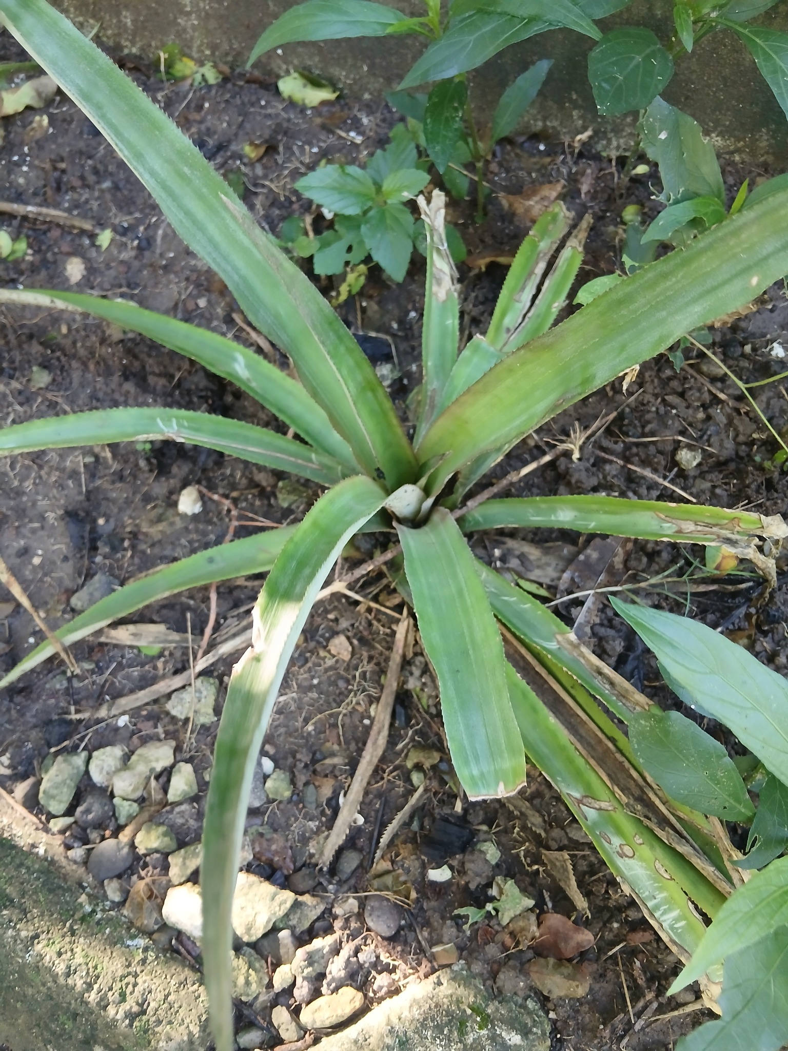 Pineapple plants from tops in shade